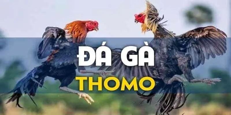 Đá gà thomo campuchia là gì?​