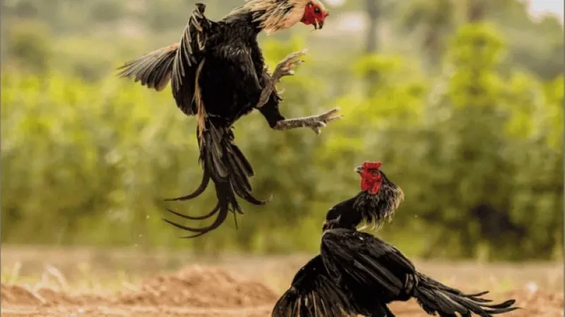 Tham gia cược đá gà 789 Club nhanh chóng